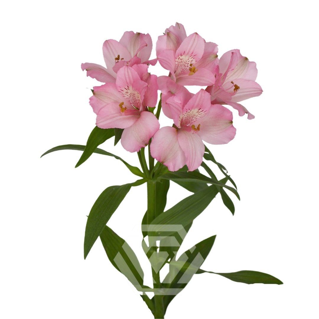 Альстромерия Tessa Pink Primadonna