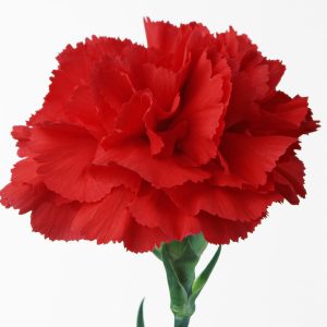 гвоздика од.красная (25)