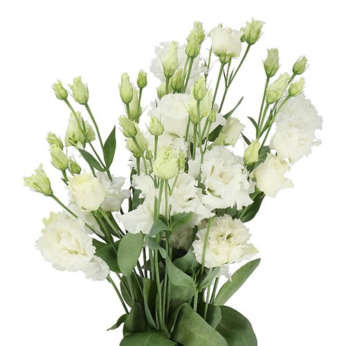 Эустома Alisa Pure White LUGHT