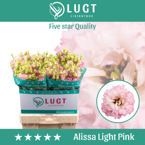 Эустома Alissa Light Pink LUGT