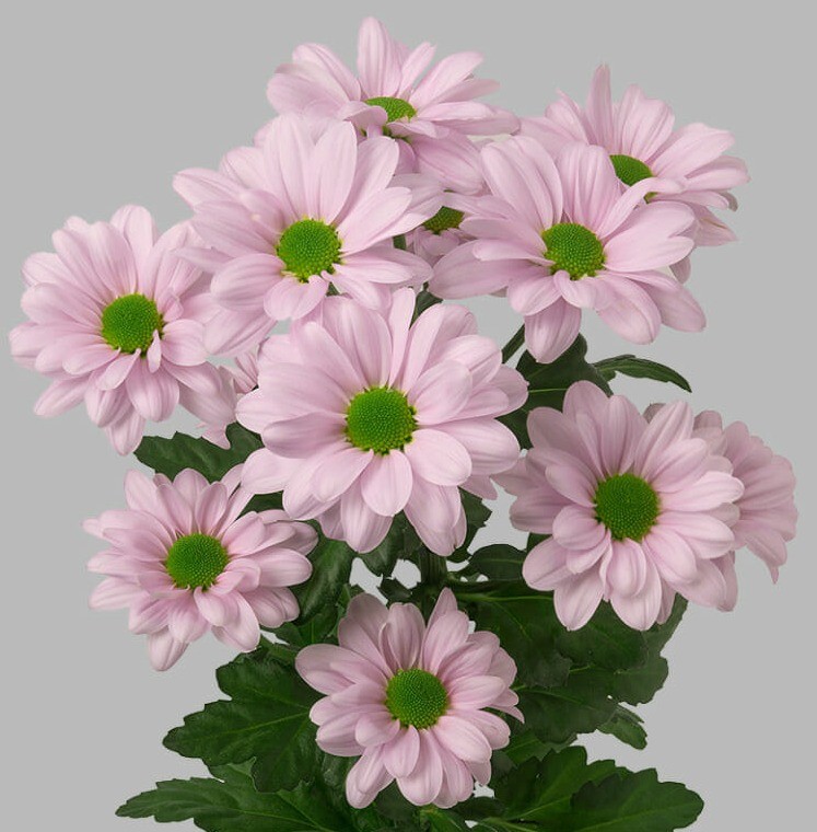Хр.Куст Кеннеди Rosy