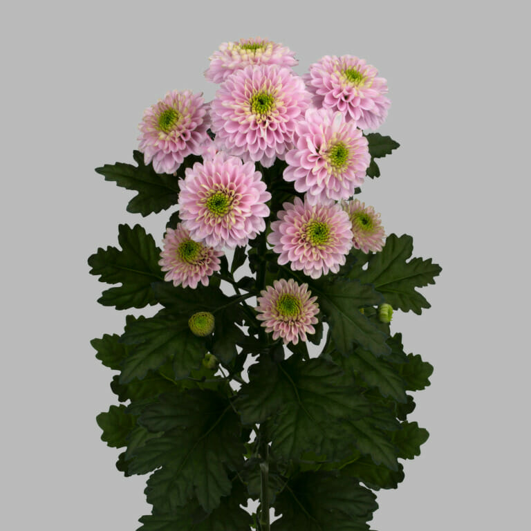 Хр.Куст Letsgo Pink