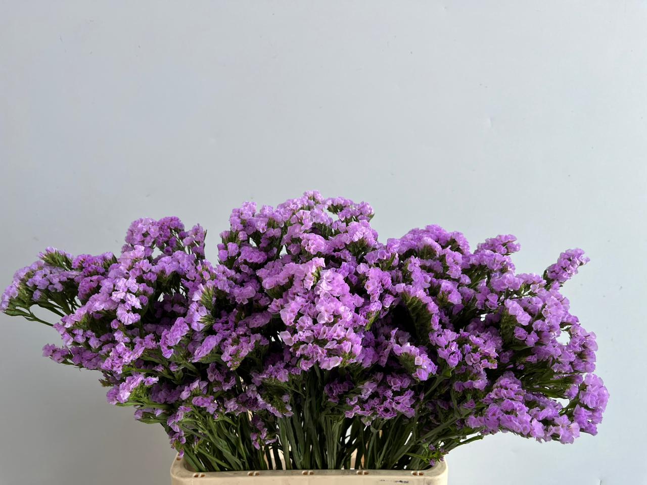 Статица s. Lilac