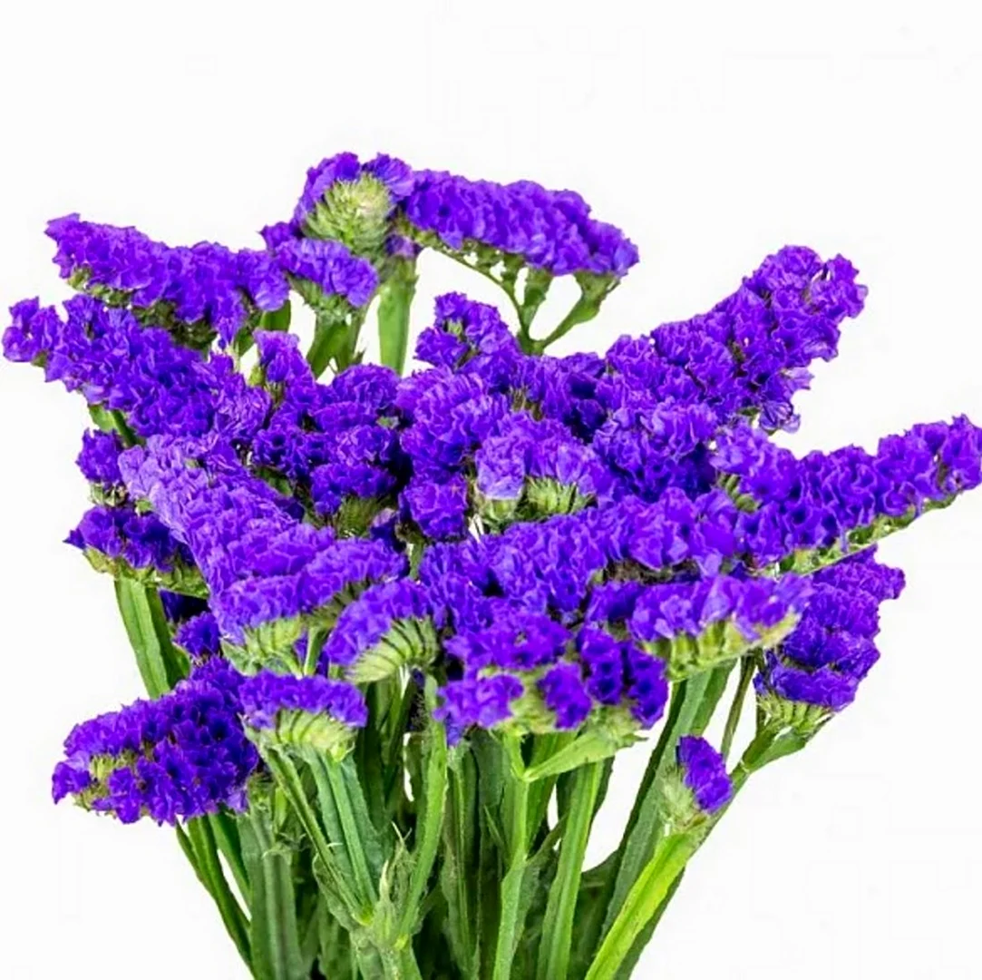 Статица s. Deep Purple