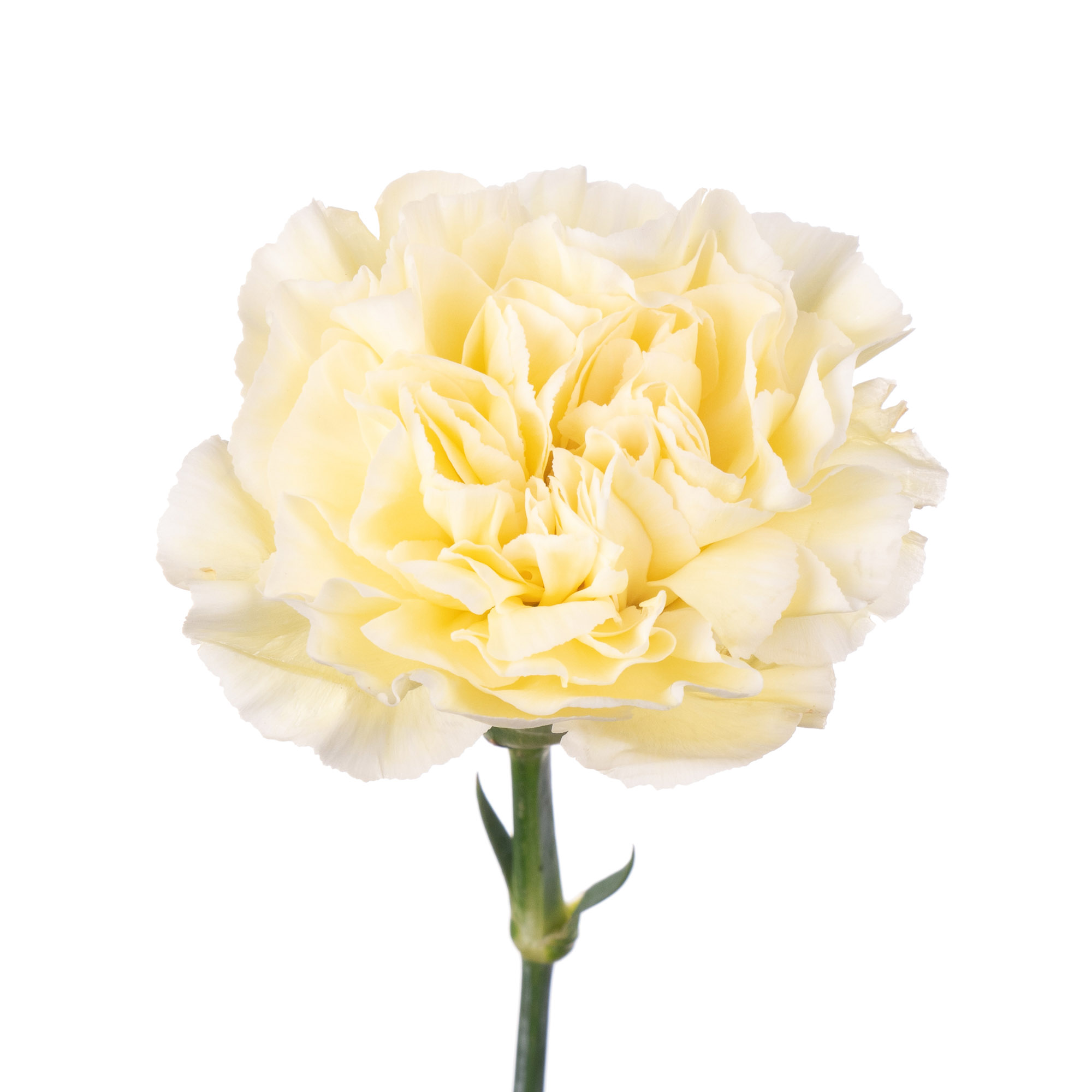Гвоздика Од. Cream Polimnia