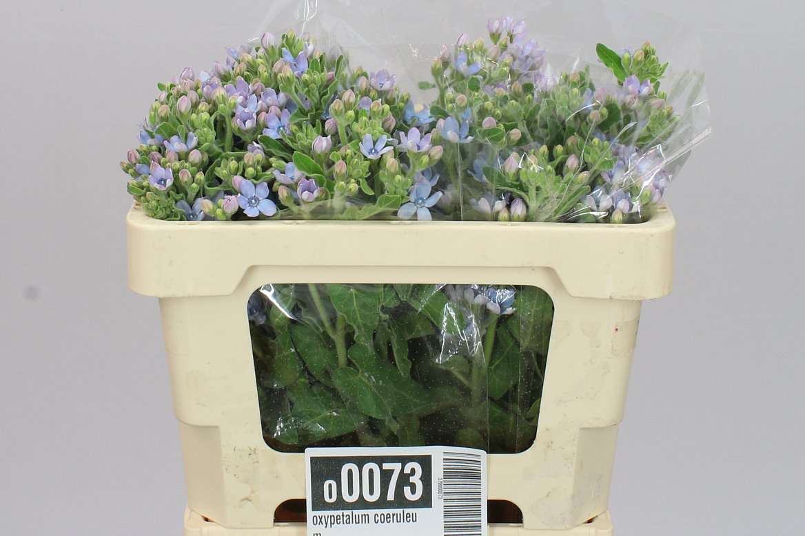 Оксипеталум Coeruleum голубой