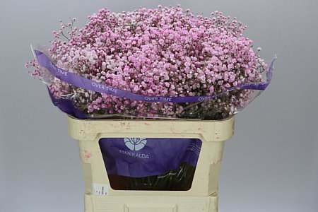 Гипсофила COLOR розовая