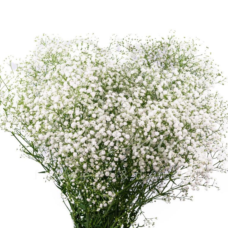 Гипсофила белая (кратно 5 шт)