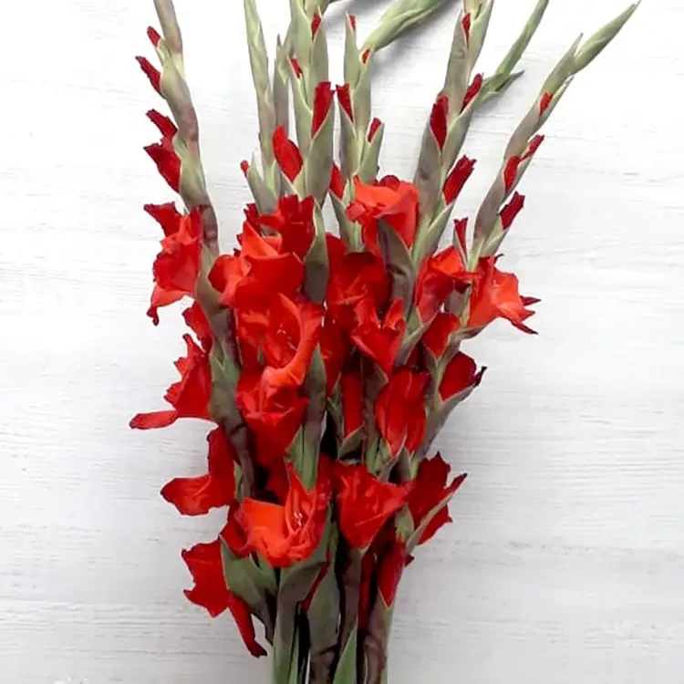 Гладиолус Red Balance