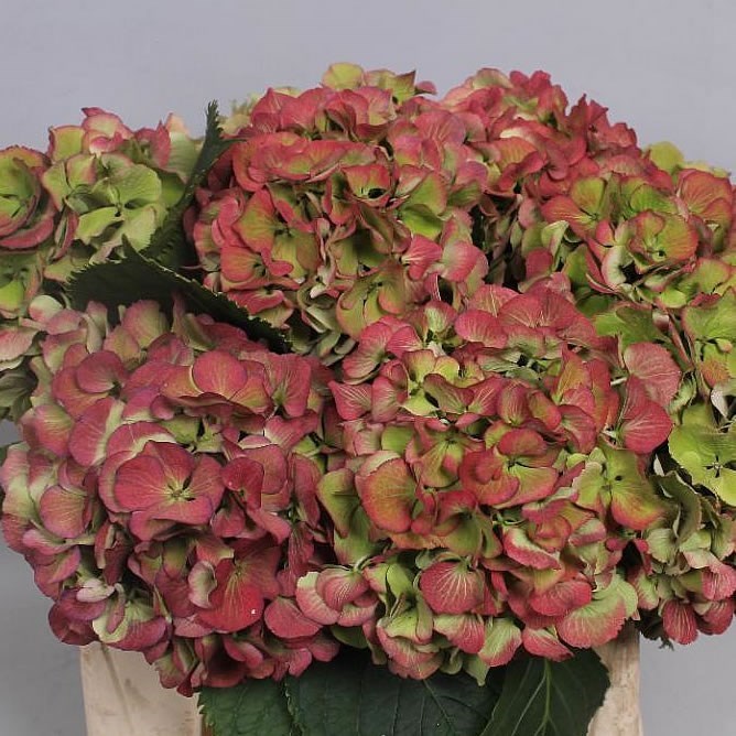 Гортензия Elbtal Classic Green Red 80 см