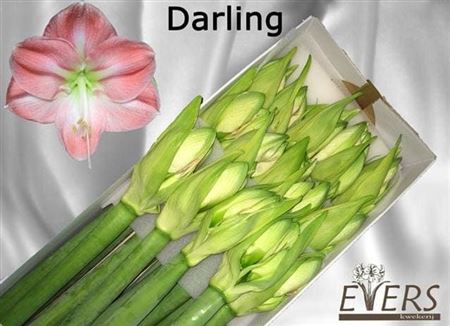 Амарилис Darling
