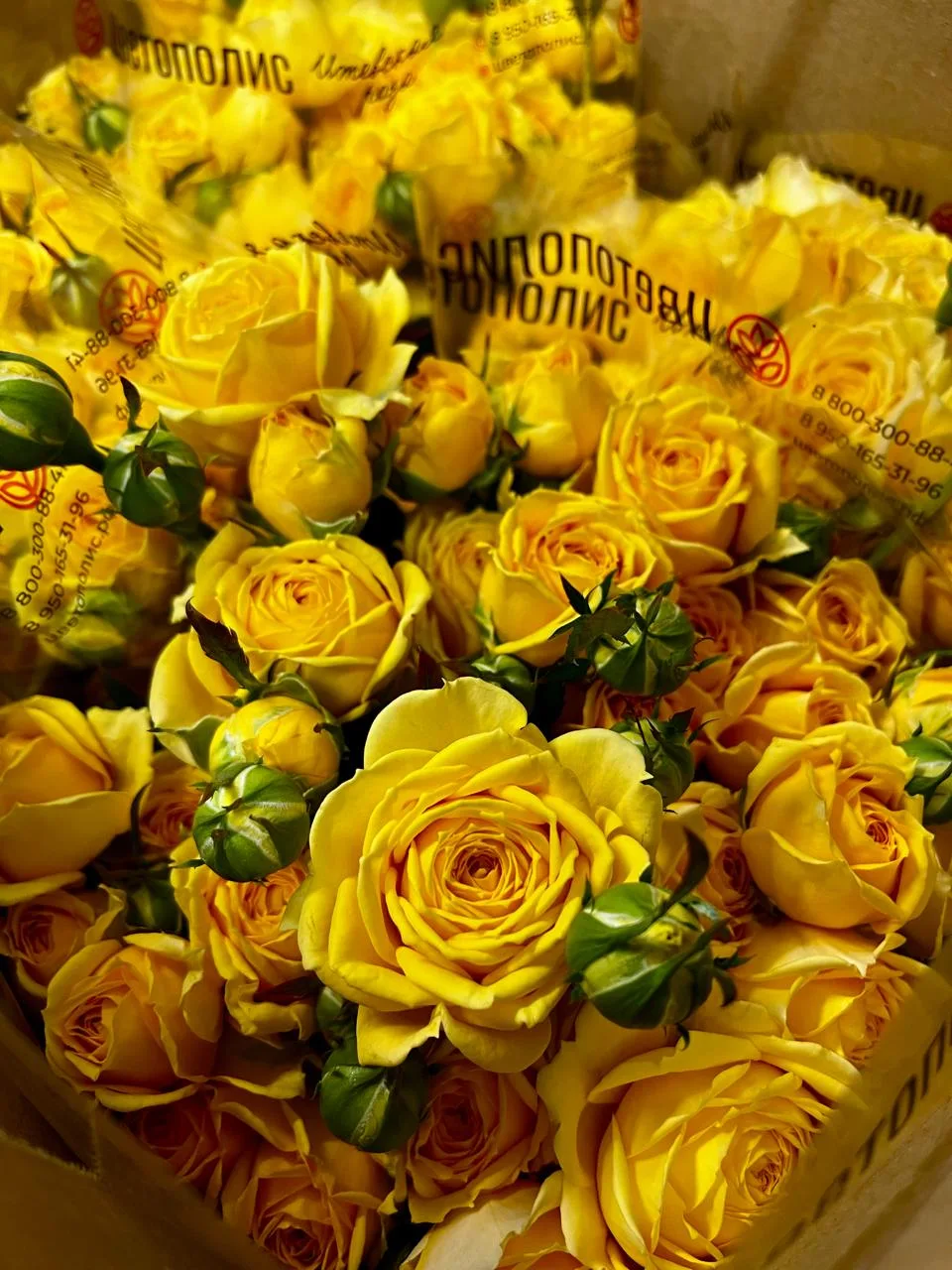 Куст Еллоу бабблс 60 см