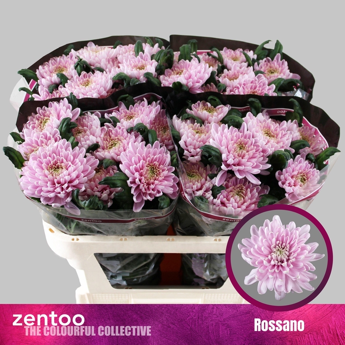 Хр Од Rossano