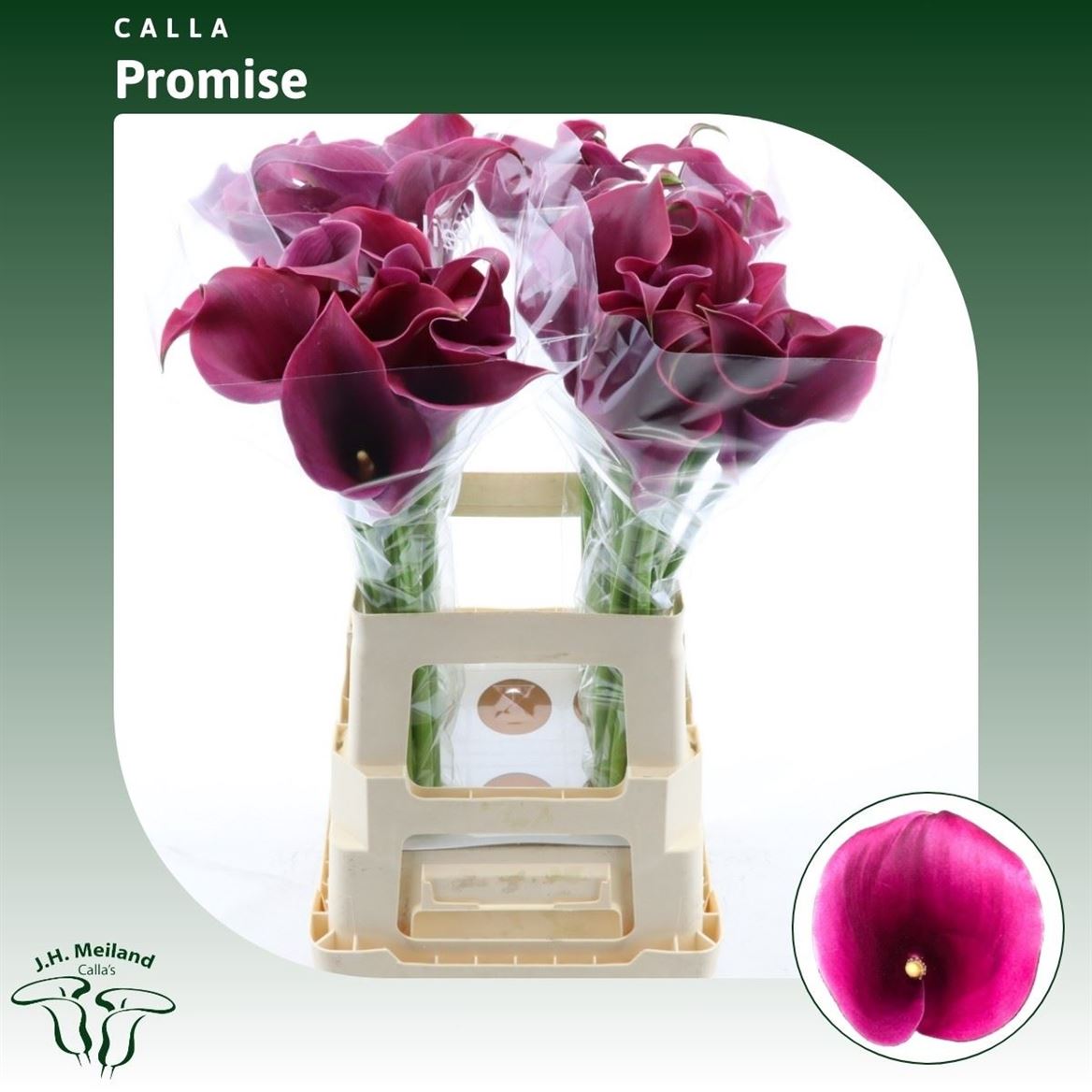 Каллы Capt Promise 65 см