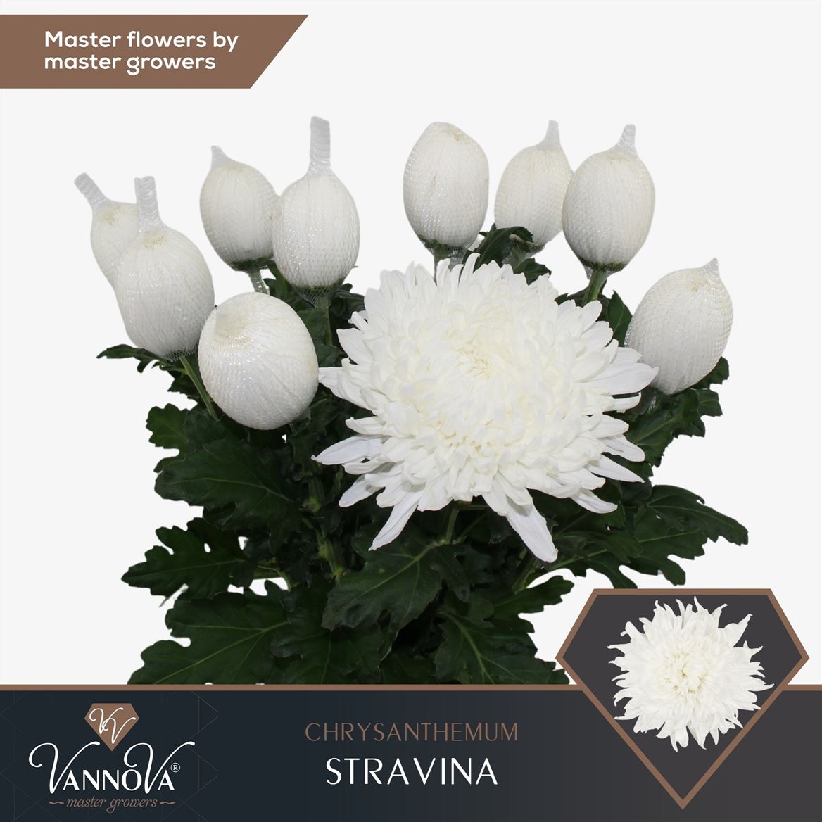 Хр Од Stravina