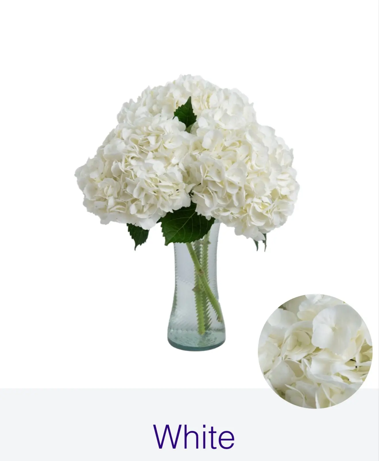 Гортензия White "FARM DIRECT"