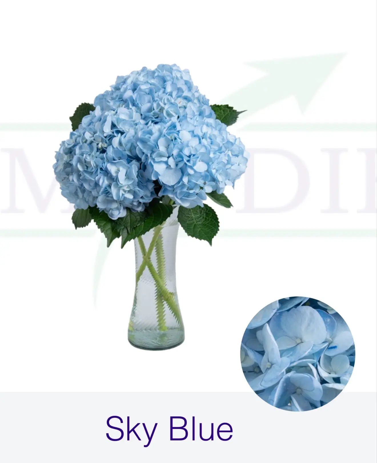 Гортензия Skyblue "FARM DIRECT"