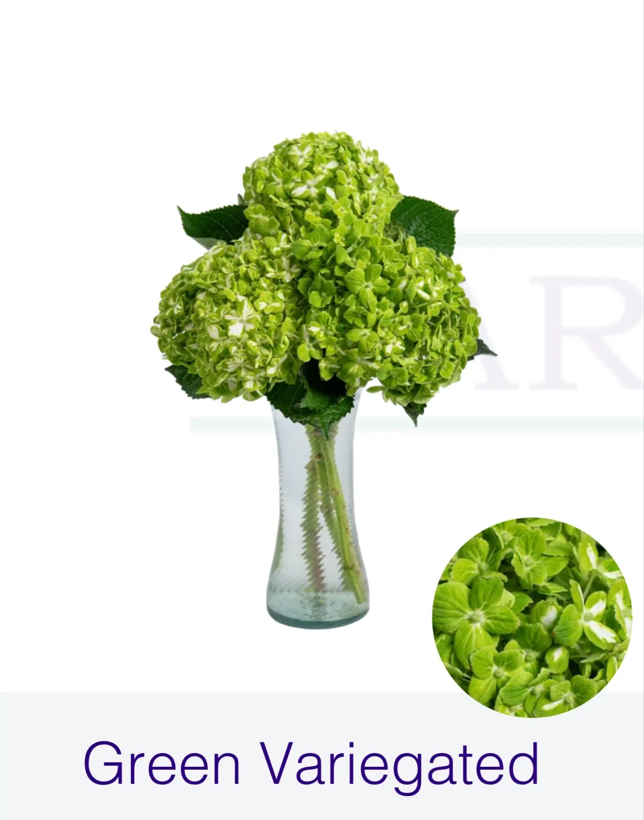Гортензия Green Variegated "FARM DIRECT"