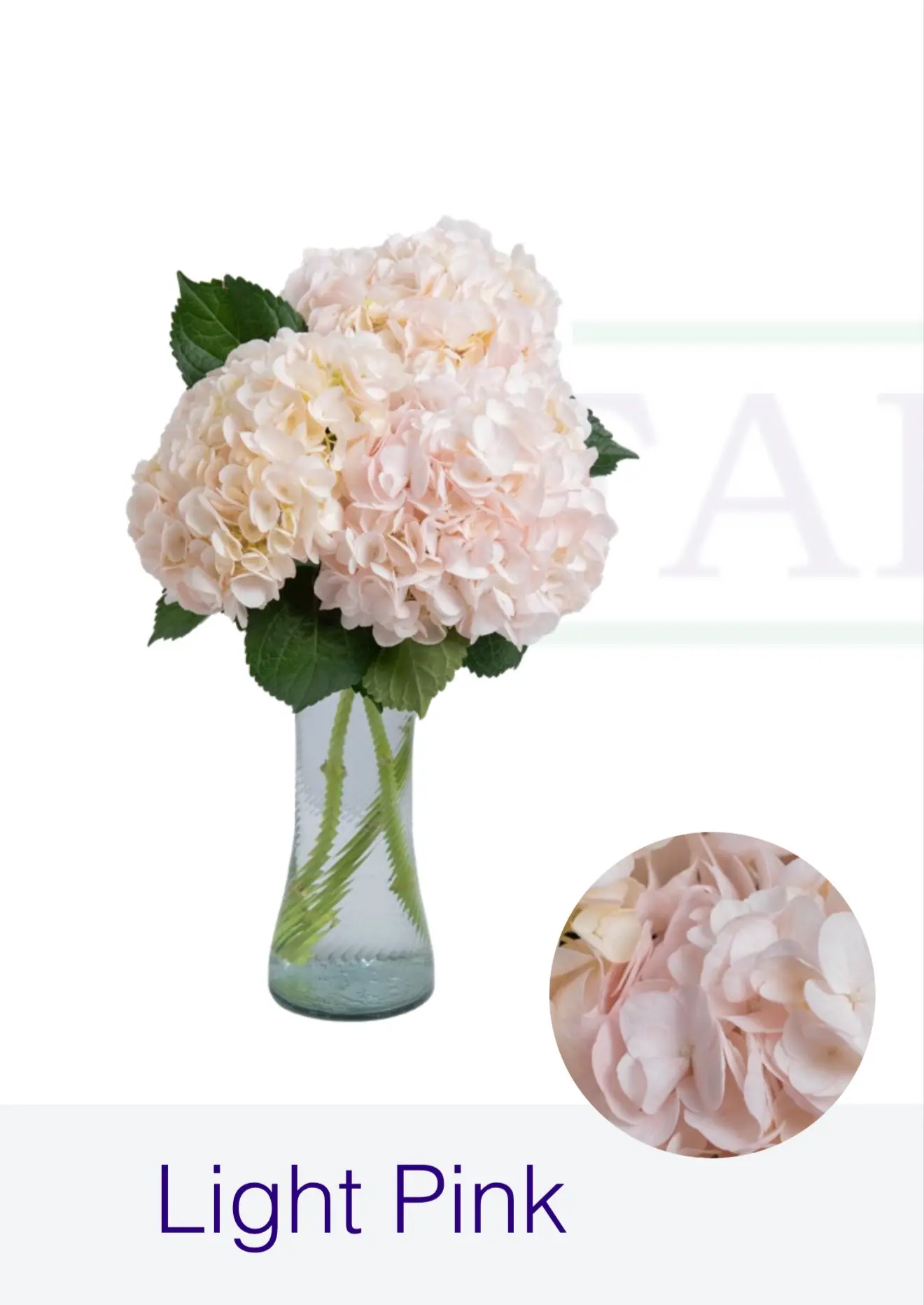 Гортензия Light  Pink "FARM DIRECT"