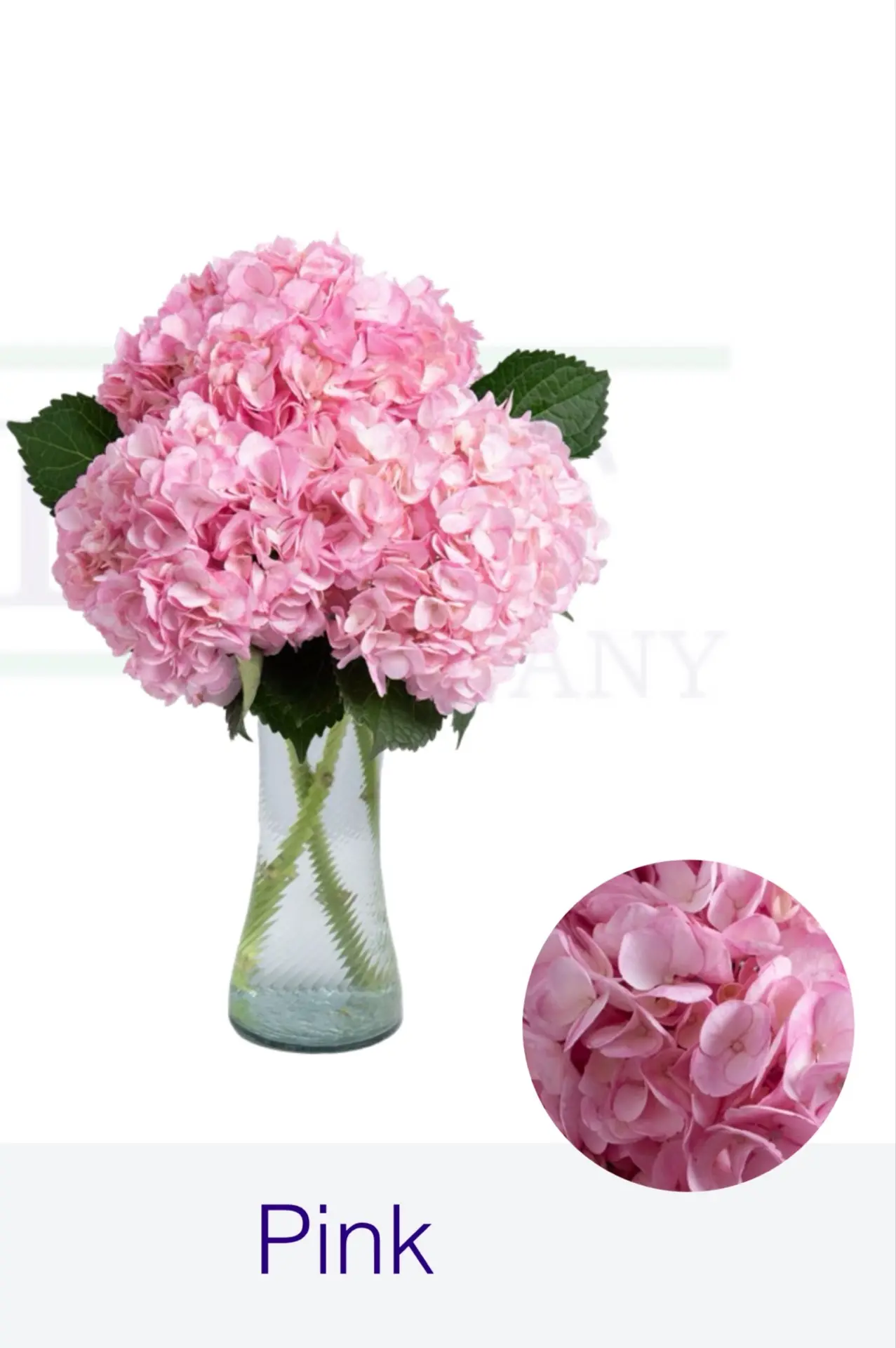 Гортензия Pink "FARM DIRECT"