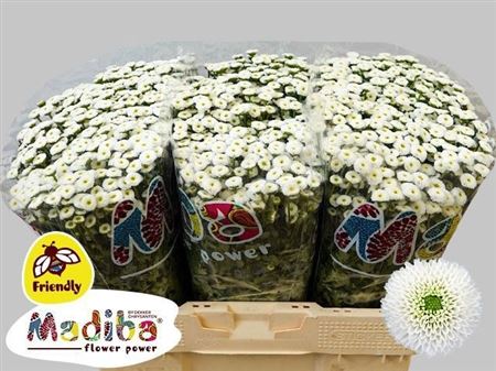 Хр Сантини Ideal White