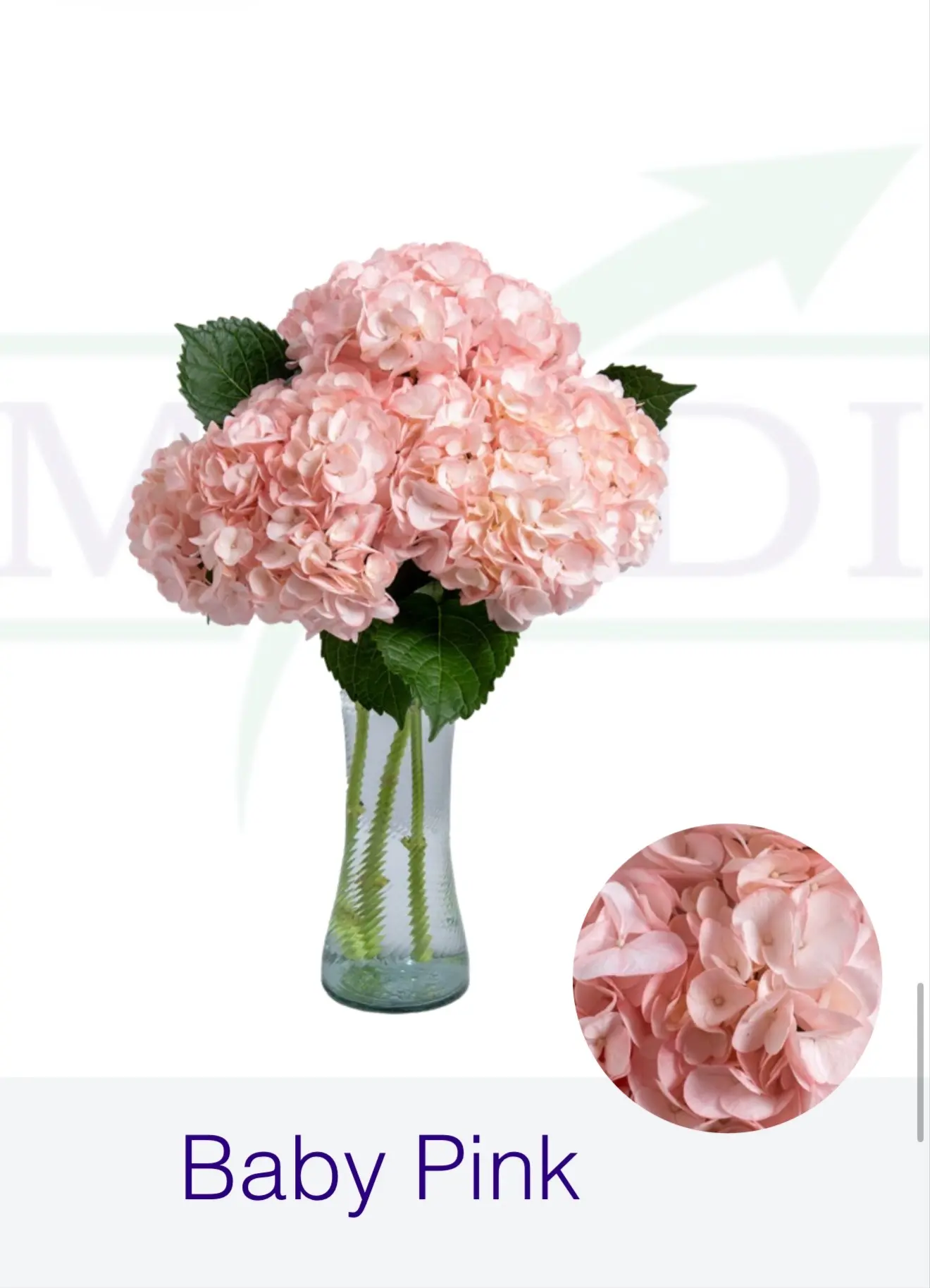 Гортензия Baby Pink  "FARM DIRECT"