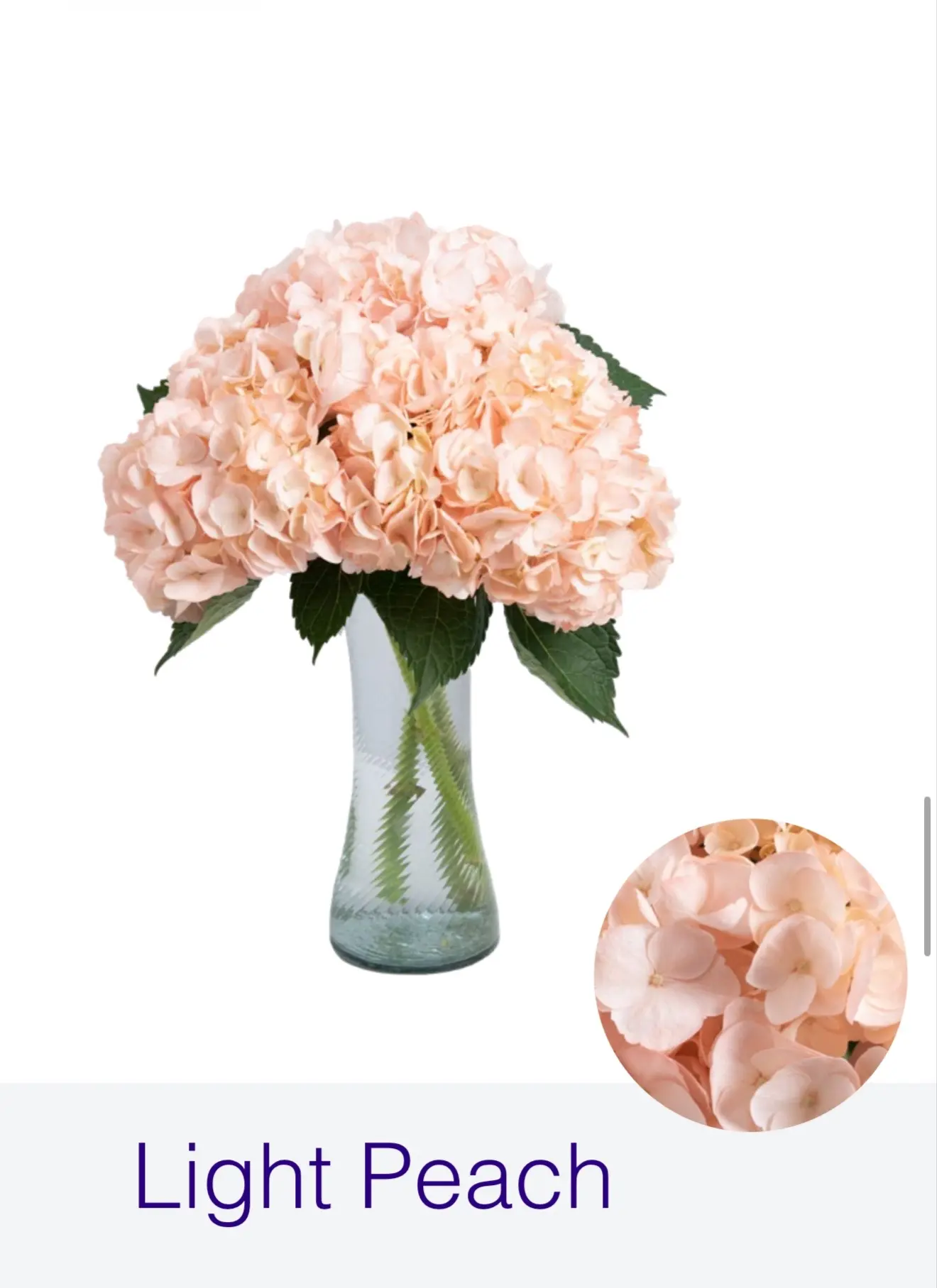 Гортензия Light Peach  "FARM DIRECT"