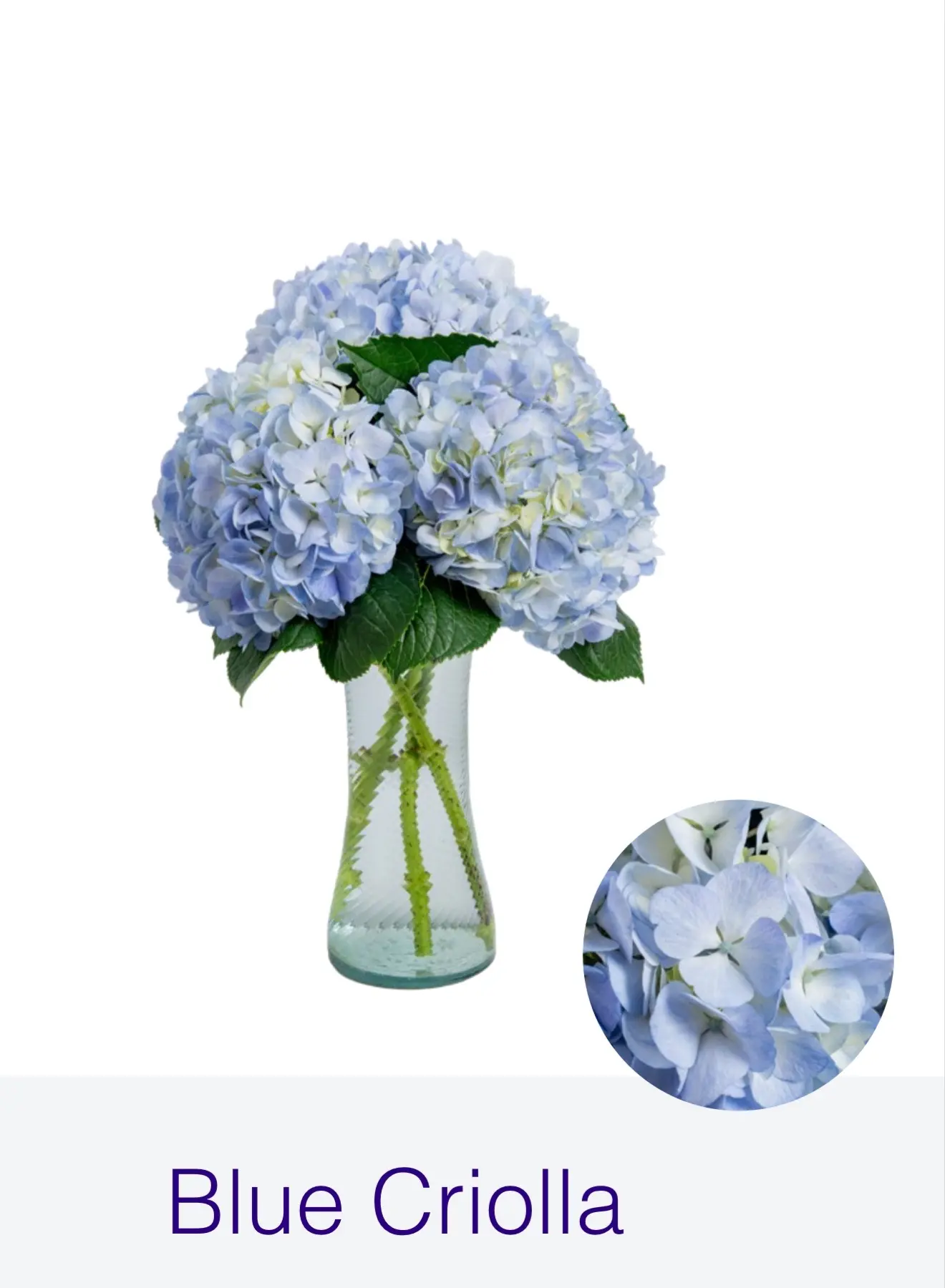 Гортензия Blue Criolla  "FARM DIRECT"