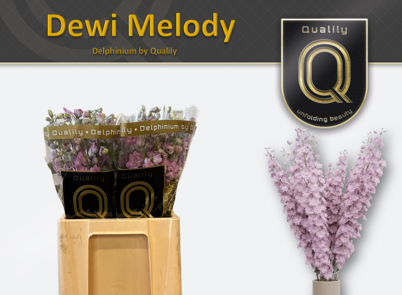 Дельфиниум Dew Melody