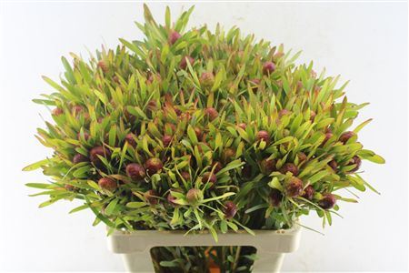 Леукадендрон Cherry Pearl Spray