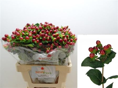 Гиперикум Mag Seasons