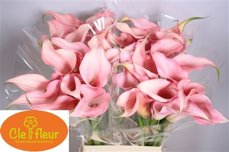 Каллы Pink Desing 70 см