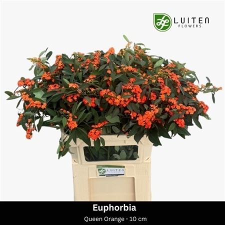 Euphorbia Queen Orange
