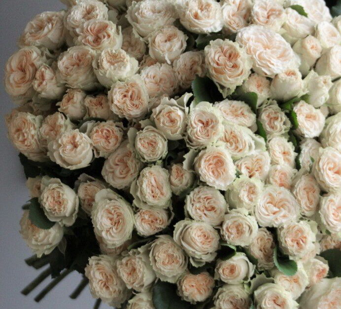 Роза куст Summerrose  70 см КЕНИЯ